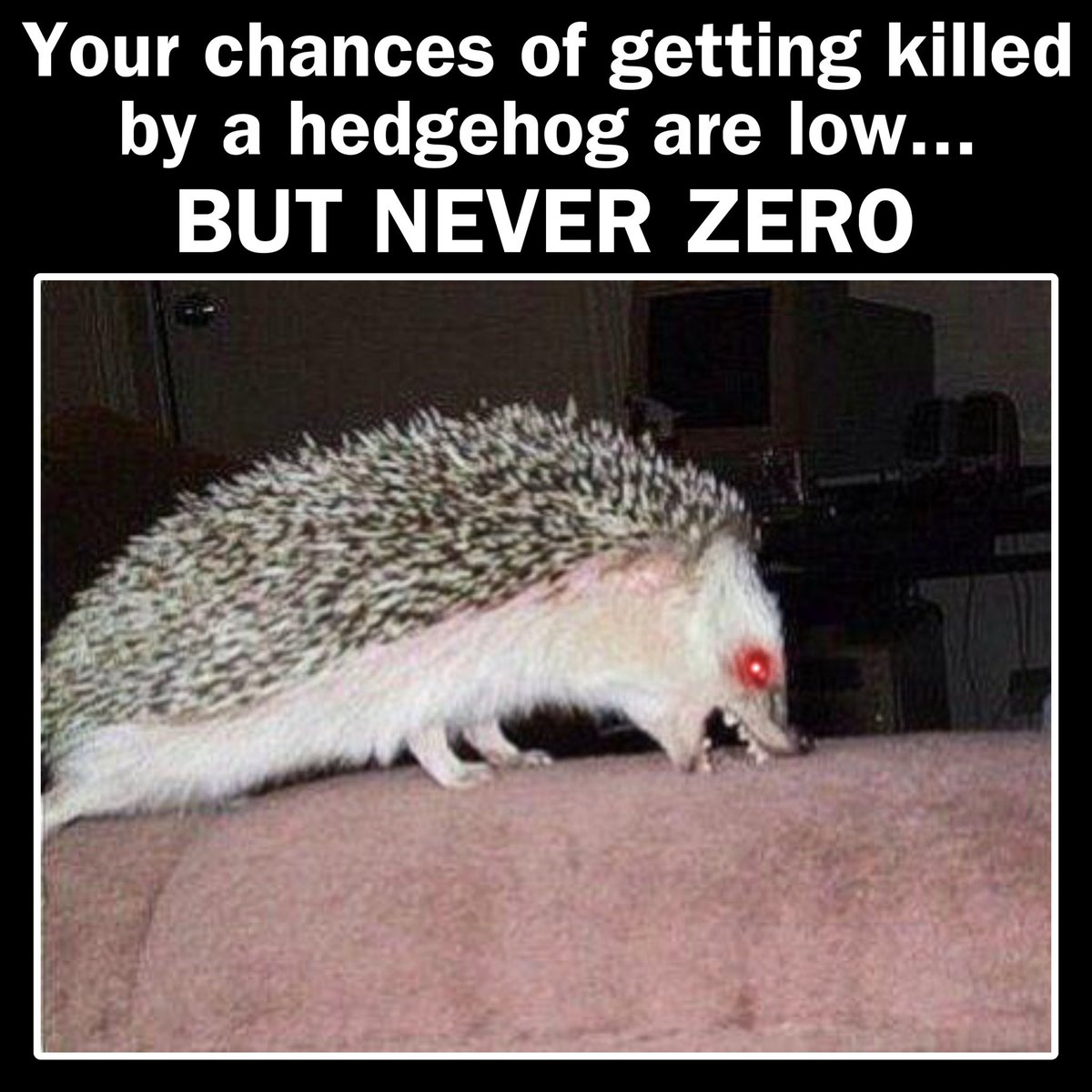 HansHedgeslop_'s tweet photo. I have no idea why the below post took off, but it seems to me like Twitter didn’t know Hedgehogs are a threat. https://t.co/ivOcs5nAeV
