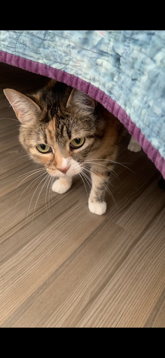SkukCook's tweet photo. @rickygervais My daughter and I adopted this shy 7 year old girl!  She spends a lot of time hiding but is starting to be out more.  Any advice?  Was @PickliciousF shy at first?  😸 https://t.co/vaMiAQGunQ