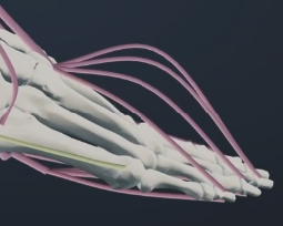 PolygonPeasant's tweet photo. @lgandecki @Emanuel_Andre7 It's not accurate.  It probably just scraped some open source anatomy mesh like zAnatomy,  weight paints the meshes (badly) to bones and animates them. https://t.co/Owt4scwvfr