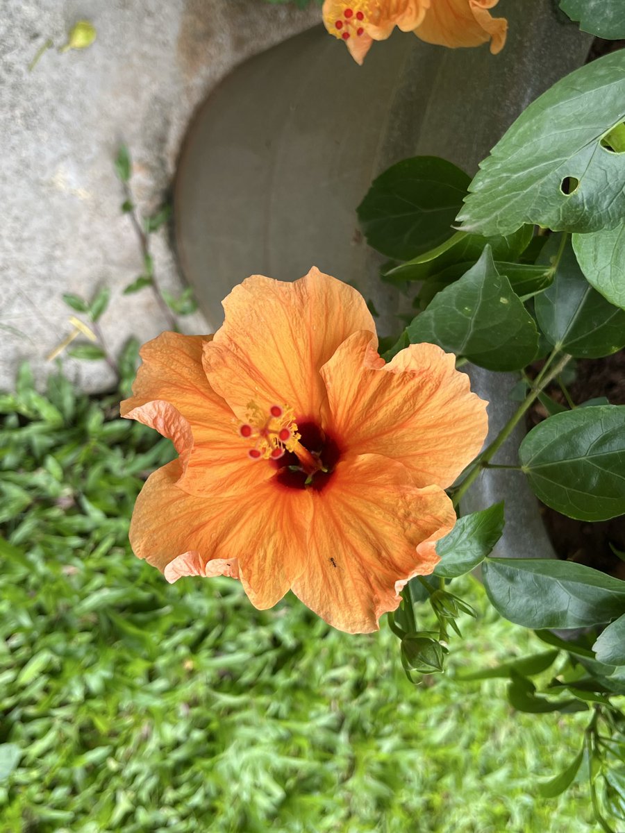 Joonienoon's tweet photo. I <3 hibiscus https://t.co/gWJYcGGH8H