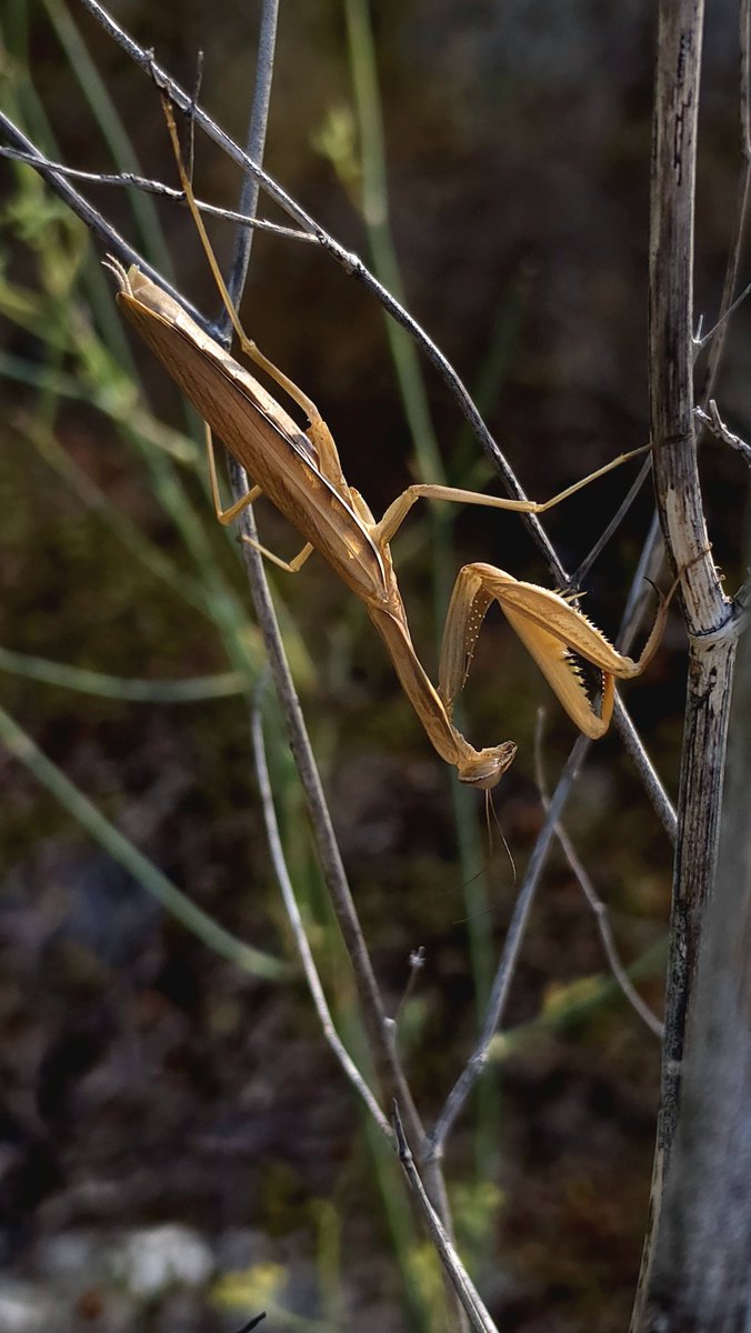 nanolijo's tweet photo. Mantis Religiosa
#SamsungS26Ultra #WithGalaxy @SamsungEspana https://t.co/gfErtVbnwM