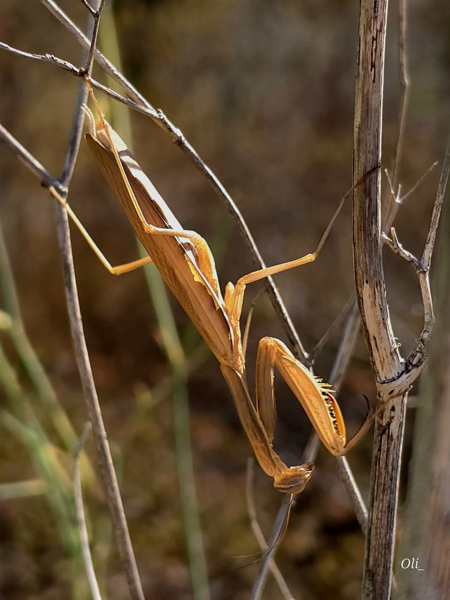nanolijo's tweet photo. Mantis Religiosa
#SamsungS26Ultra #WithGalaxy @SamsungEspana https://t.co/gfErtVbnwM