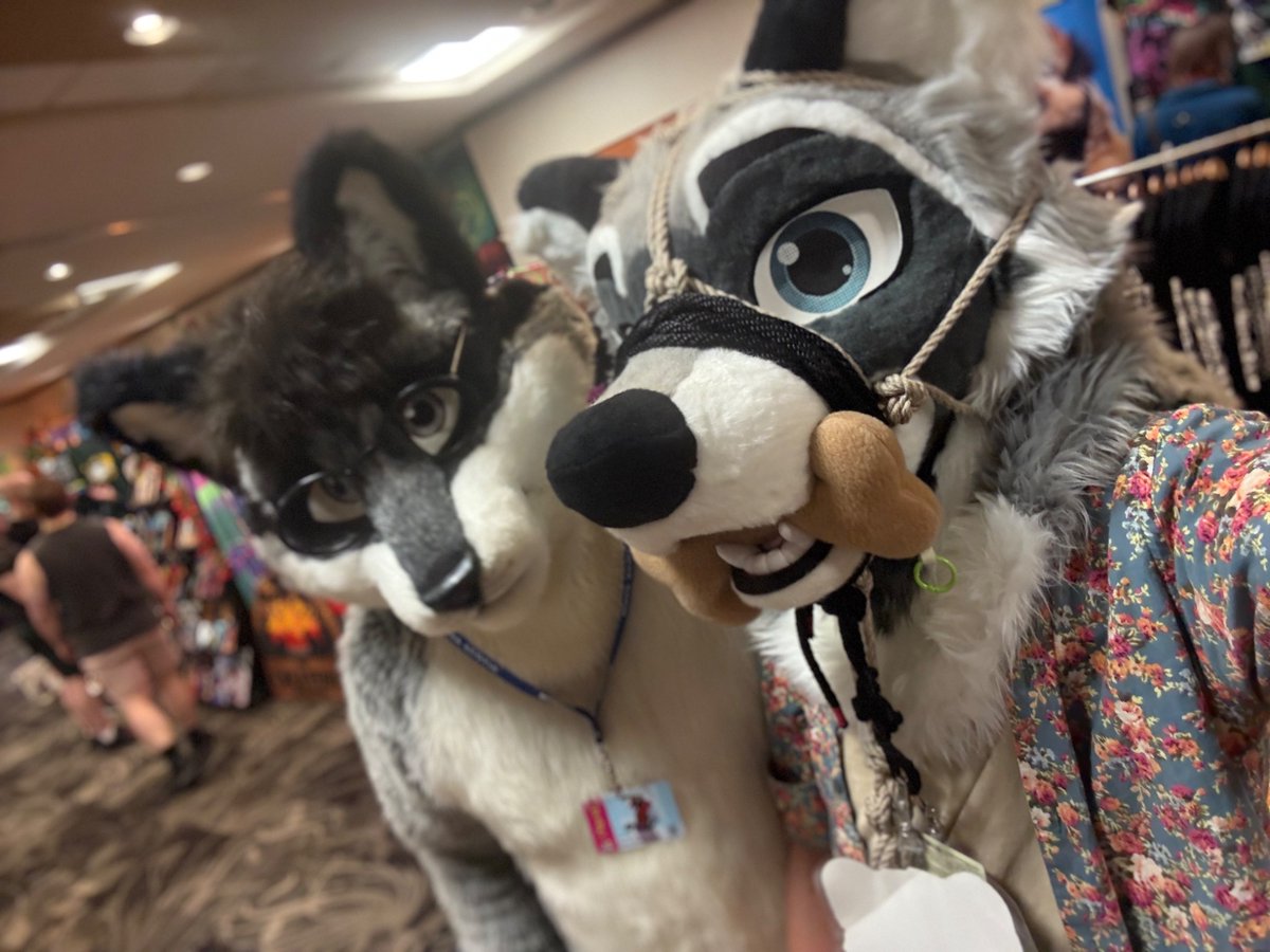 AustinTeas's tweet photo. Grand total of three raccoons at Calfurry. Sadly missed my chance to get a pic with the other one https://t.co/UgWl0nTQG1