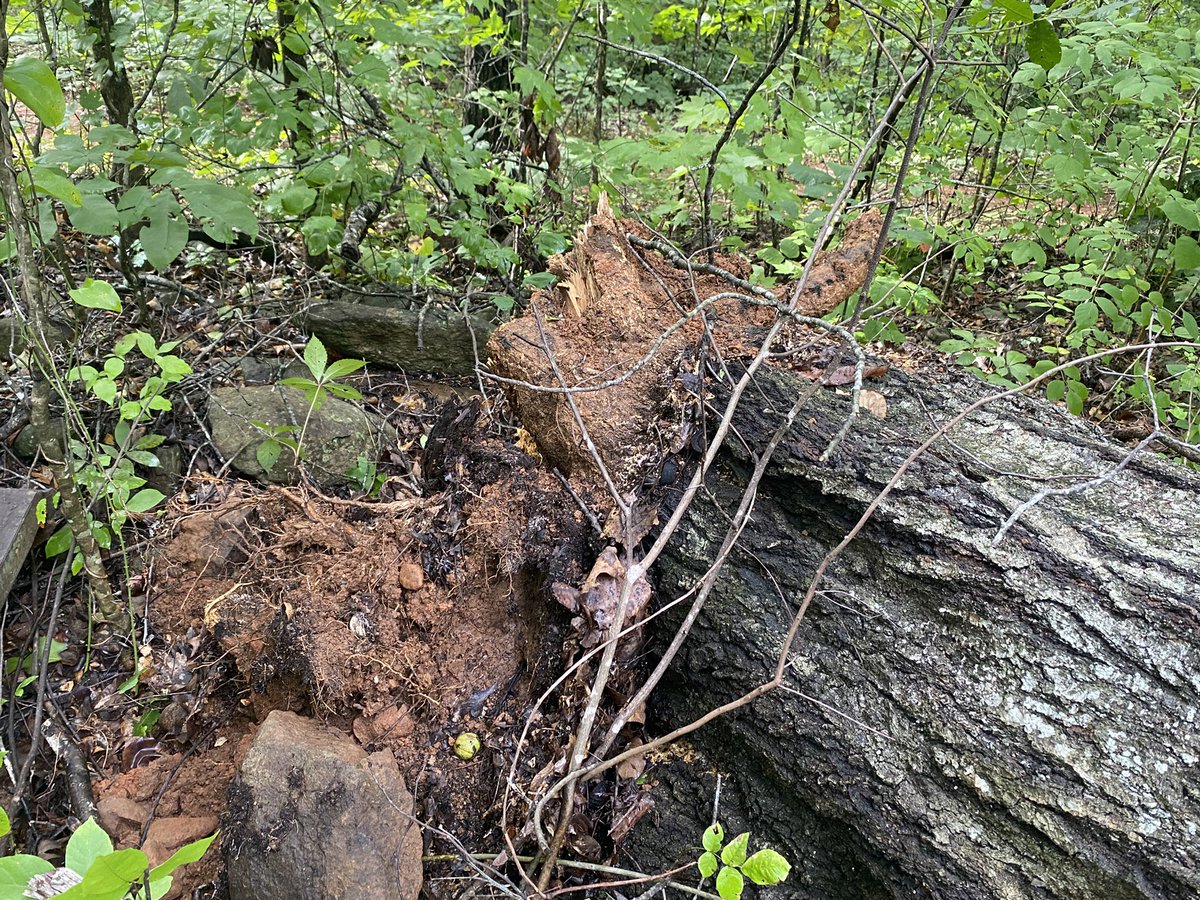 EasternNCNews1's tweet photo. BREAKING: Take a look at this tree at @perdue_news house. 

This tree fell during the storm and what we can say now the tree will be cut on Monday. 

Good photos from our photographer https://t.co/lojJ34Q4fW