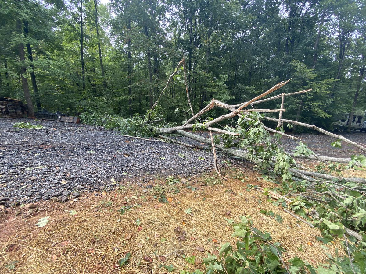 EasternNCNews1's tweet photo. BREAKING: Take a look at this tree at @perdue_news house. 

This tree fell during the storm and what we can say now the tree will be cut on Monday. 

Good photos from our photographer https://t.co/lojJ34Q4fW
