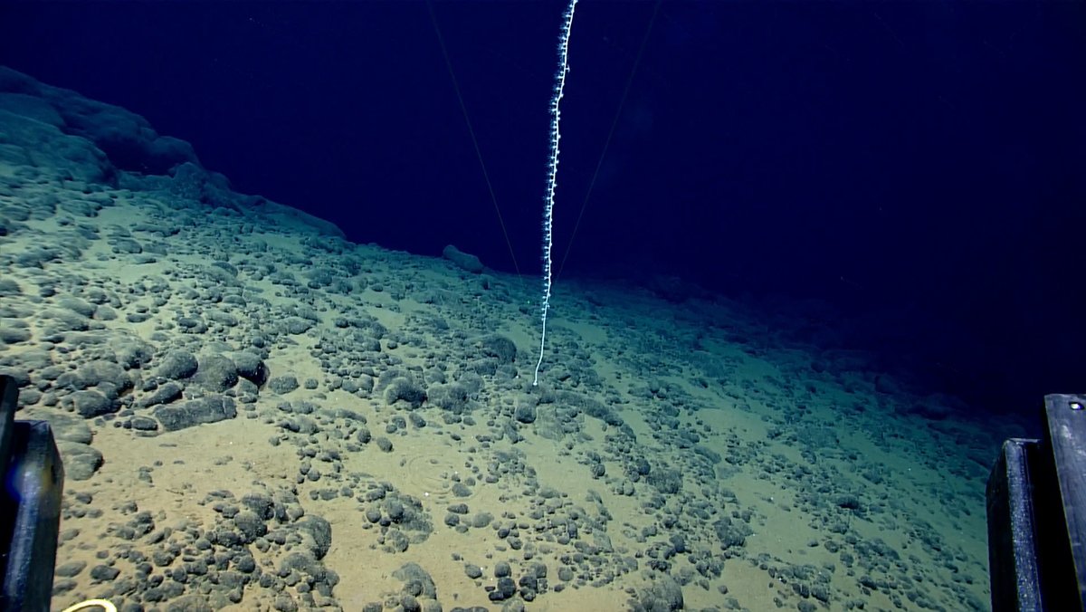 oceanexplorer's tweet photo. Today’s #Okeanos dive will take place on East Muliāva Seamount, an unexplored, undated deep-sea seamount in National Marine Sanctuary of American Samoa.

Seafloor ETA: 11:00 a.m. SST / 6:00 p.m. EDT
Seafloor ETD: 2:30 p.m. SST / 9:30 p.m. EDT

LIVE: https://t.co/2nkP2gZZis https://t.co/C9ESqXcdEP