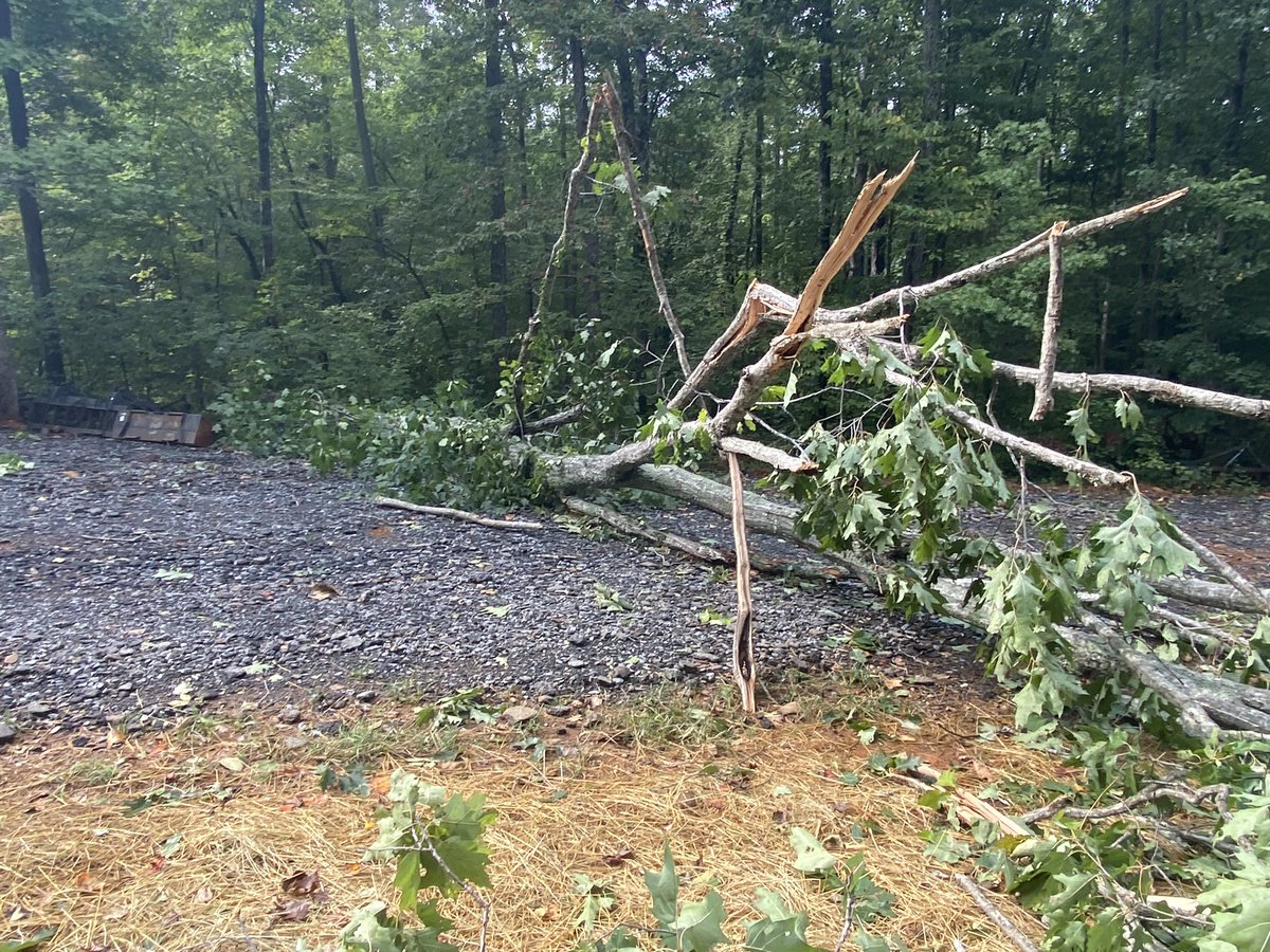 RiverCityFir's tweet photo. We responded back to this down tree and we will have this tree cut by Monday. 

No roads will be closed due to this down tree https://t.co/QHu3zJJ4d6