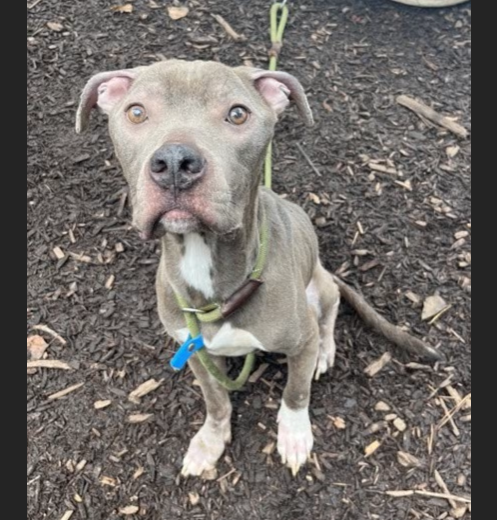 HollywoodDogs's tweet photo. August, a 3-year-old who "can catch balls mid-air," is at an overcrowded shelter in #Chamblee, #GA and is in IMMEDIATE need of adoption, a foster home, or rescue https://t.co/vBbz4mXSCw #URGENT #AdoptableDogofDay 🐶 https://t.co/oYzUijrsAo