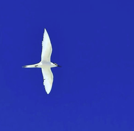 Blueismeta's tweet photo. Some things were always meant to fly Blue. https://t.co/vxw90TbCYO