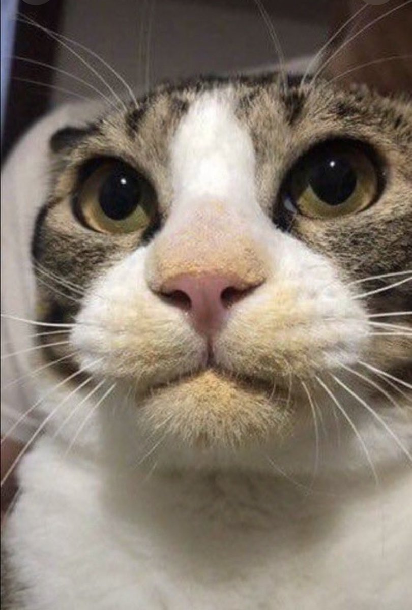 animal_kyawa_'s tweet photo. 犯人ってバレてるのに凛々しい表情してるネコ https://t.co/8YOMxqd9is