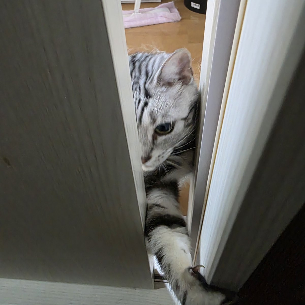 sumeragi_kuromu's tweet photo. 仕方ないので換気で開けてるドアからどうしても出たい猫置いて寝ます。 https://t.co/gjhjbGEuJ0