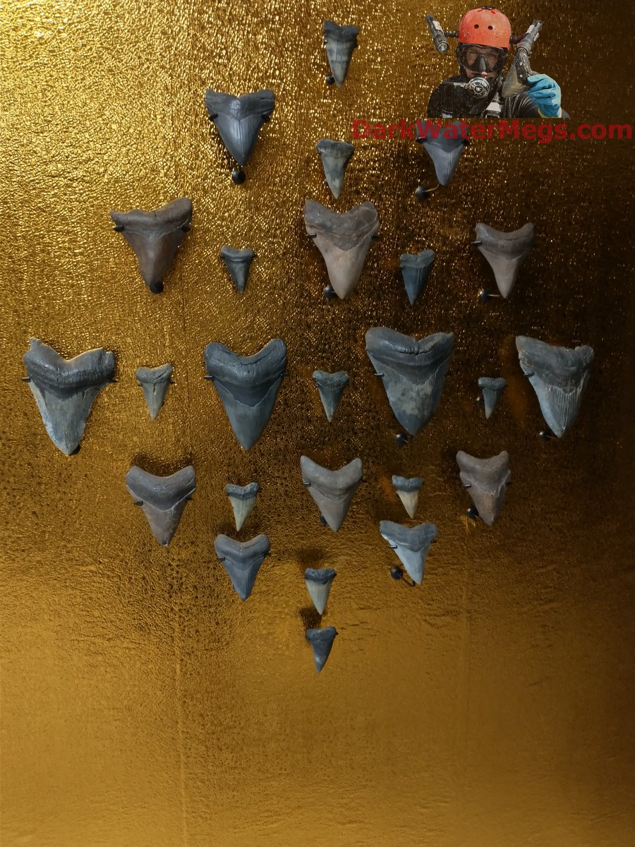 DarkWaterMegs's tweet photo. Megalodon display wall for a very unique space.

Dive into more information / pictures / videos on megalodon teeth and the Dark Water Megs megalodon jaw:
https://t.co/9KH3P2JlYL

#Megalodon #MegalodonTeeth #Megalodontooth #MegalodonShark #MegalodonFossil #MegalodonJaw #MegTeeth #Meg #SharkTeeth #SharkTooth #SharkToothFossil #SharkFossil #SharkToothHunting #Fossils #Fossil #Fossilhunting #Fossilhunter #FossilCollection #RareFossils #Sharks #Shark #Paleontology #Paleo #Prehistoric #AncientShark #Ocean #SharkWeek #UniqueGifts #gifts #DarkWaterMegs