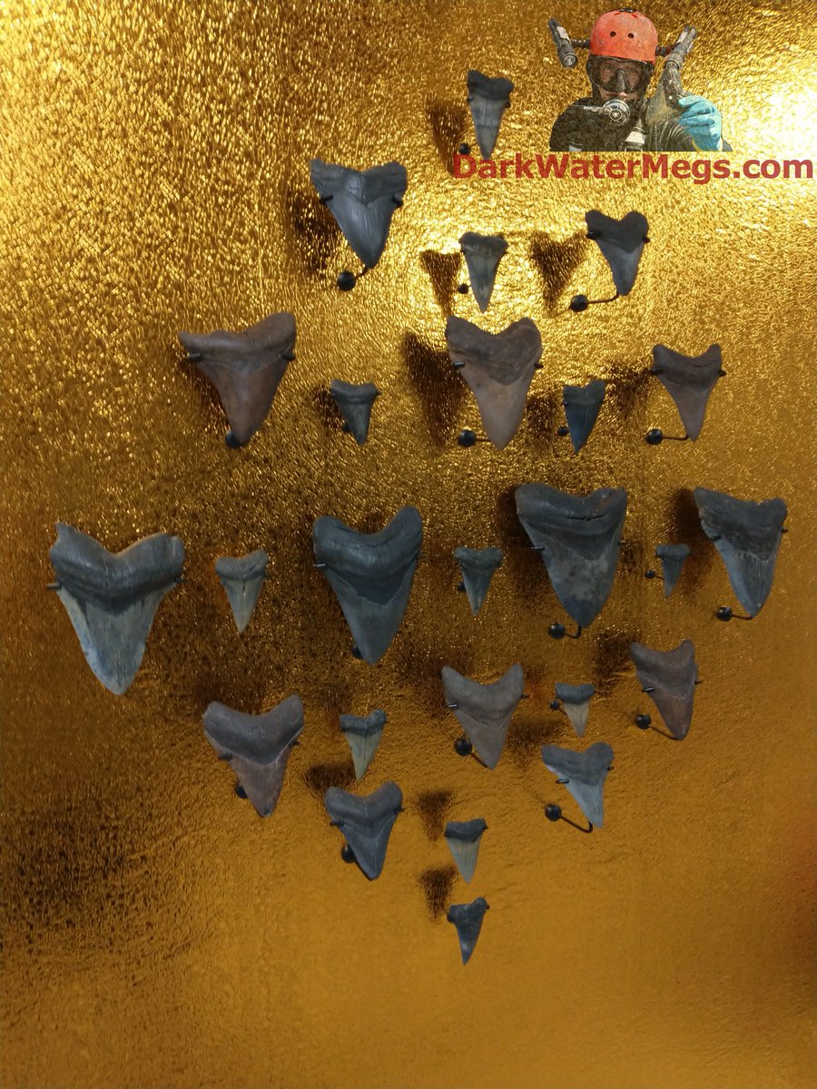 DarkWaterMegs's tweet photo. Megalodon display wall for a very unique space.

Dive into more information / pictures / videos on megalodon teeth and the Dark Water Megs megalodon jaw:
https://t.co/9KH3P2JlYL

#Megalodon #MegalodonTeeth #Megalodontooth #MegalodonShark #MegalodonFossil #MegalodonJaw #MegTeeth #Meg #SharkTeeth #SharkTooth #SharkToothFossil #SharkFossil #SharkToothHunting #Fossils #Fossil #Fossilhunting #Fossilhunter #FossilCollection #RareFossils #Sharks #Shark #Paleontology #Paleo #Prehistoric #AncientShark #Ocean #SharkWeek #UniqueGifts #gifts #DarkWaterMegs