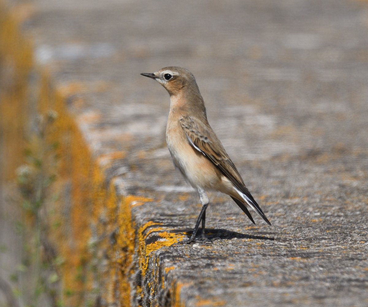 JoKingDevon's tweet photo. Walked along Powderham sea wall to Turf #ExeEstuary for lunch with daughter Debs and her partner Jeff when he spotted this #Wheatear on the sea wall in front of us https://t.co/MlSRSi3pIl