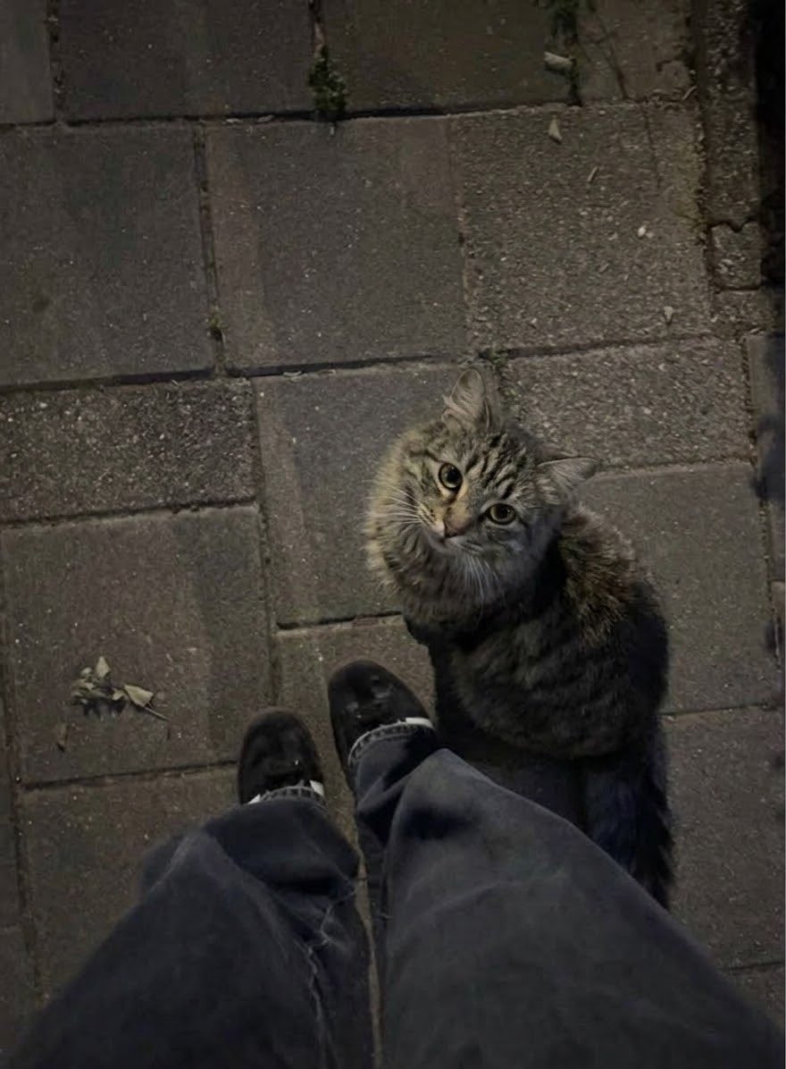 ennketsuiiii's tweet photo. jalan-jalan nemenin yg galau https://t.co/nKJV7bNHT2