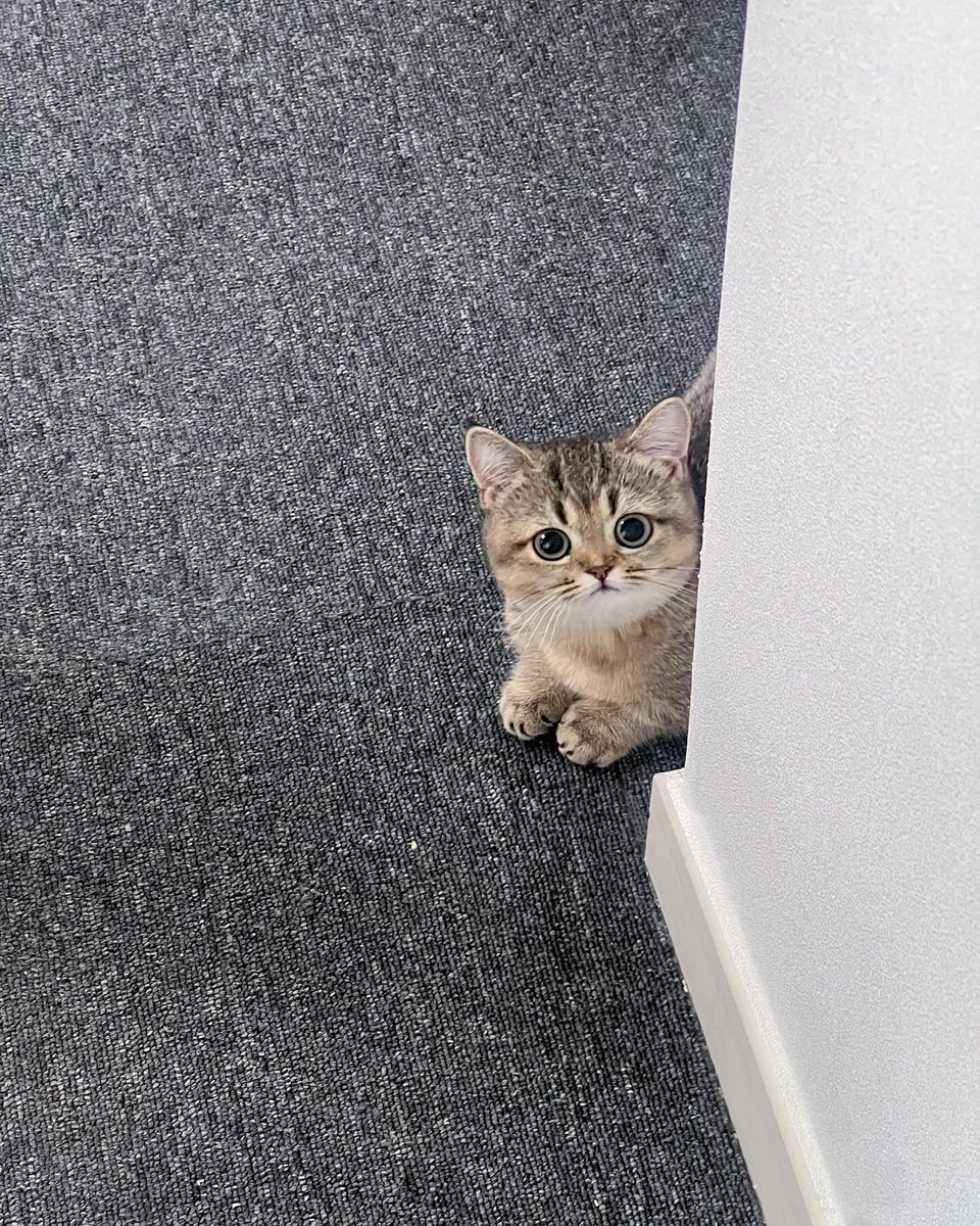 CuteCatsMagic's tweet photo. https://t.co/WWA6oaUYo8