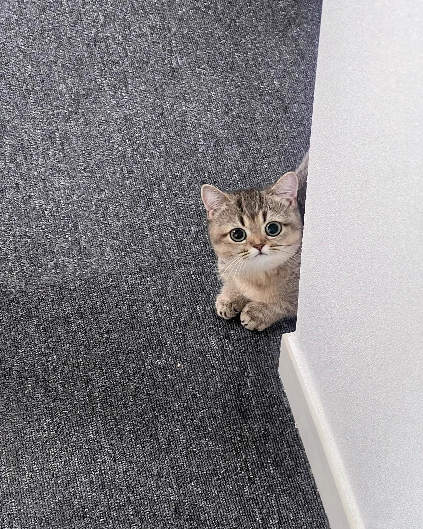 Cat 🐈 on X / X