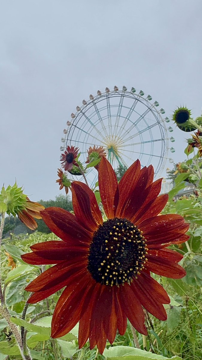 Gorosan603's tweet photo. 現実離れした、まるで絵画のような景色。
皆さんの目には、どう映りますか？🖼️

#ひまわり #ヒマワリ #観覧車 #油絵 #現実離れ #景色 #風景写真 #アート #写真好きな人と繋がりたい #キリトリセカイ #東京カメラ部
#sunflower #ferriswheel #oilpainting #unreal #scenery #landscapephotography #art #photographylover #world_shotz #tokyocameraclub