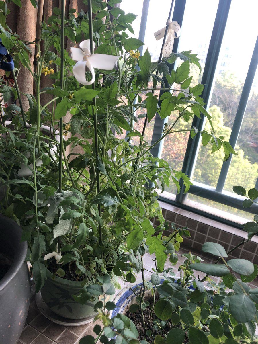 tracker_wayne's tweet photo. My tiny balcony is now my go-to morning spot—just me, a coffee, and my first batch of cherry tomatoes growing  Small changes make big days. https://t.co/QwbZInT9vJ