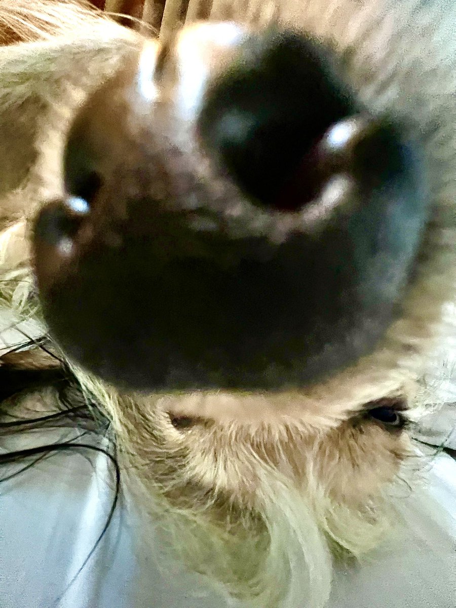 elreverdecido's tweet photo. La única nariz que dejo que se meta en mi vida 🐶 😍 #felizdomingo #dog #perro #calico https://t.co/TWWsDRDRW6
