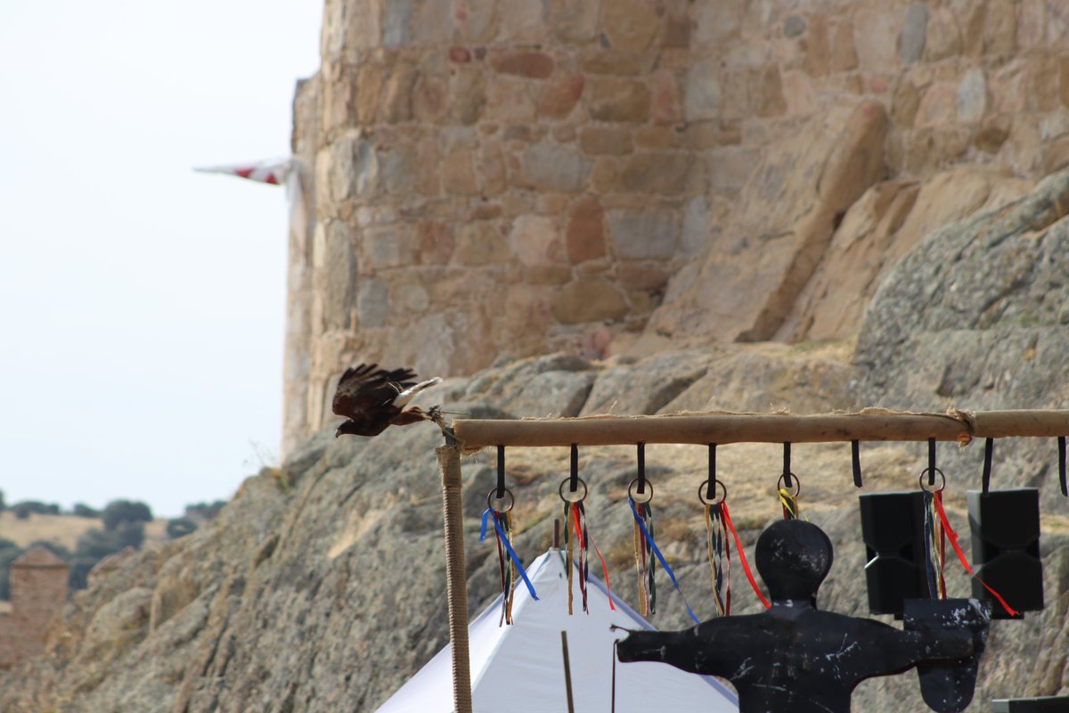 Avila_CyL's tweet photo. Entre el batir de alas, el susurro del viento y la mirada penetrante de las aves #rapaces, la #cetrería volvió a coronarse como una de las #tradiciones más fascinantes del Ávila #Medieval.
+ Fotos https://t.co/xAcYMaVOwL #ÁvilaMedieval #Cetrería #Ávila #MercadoMedieval https://t.co/QxAVq1p8e2