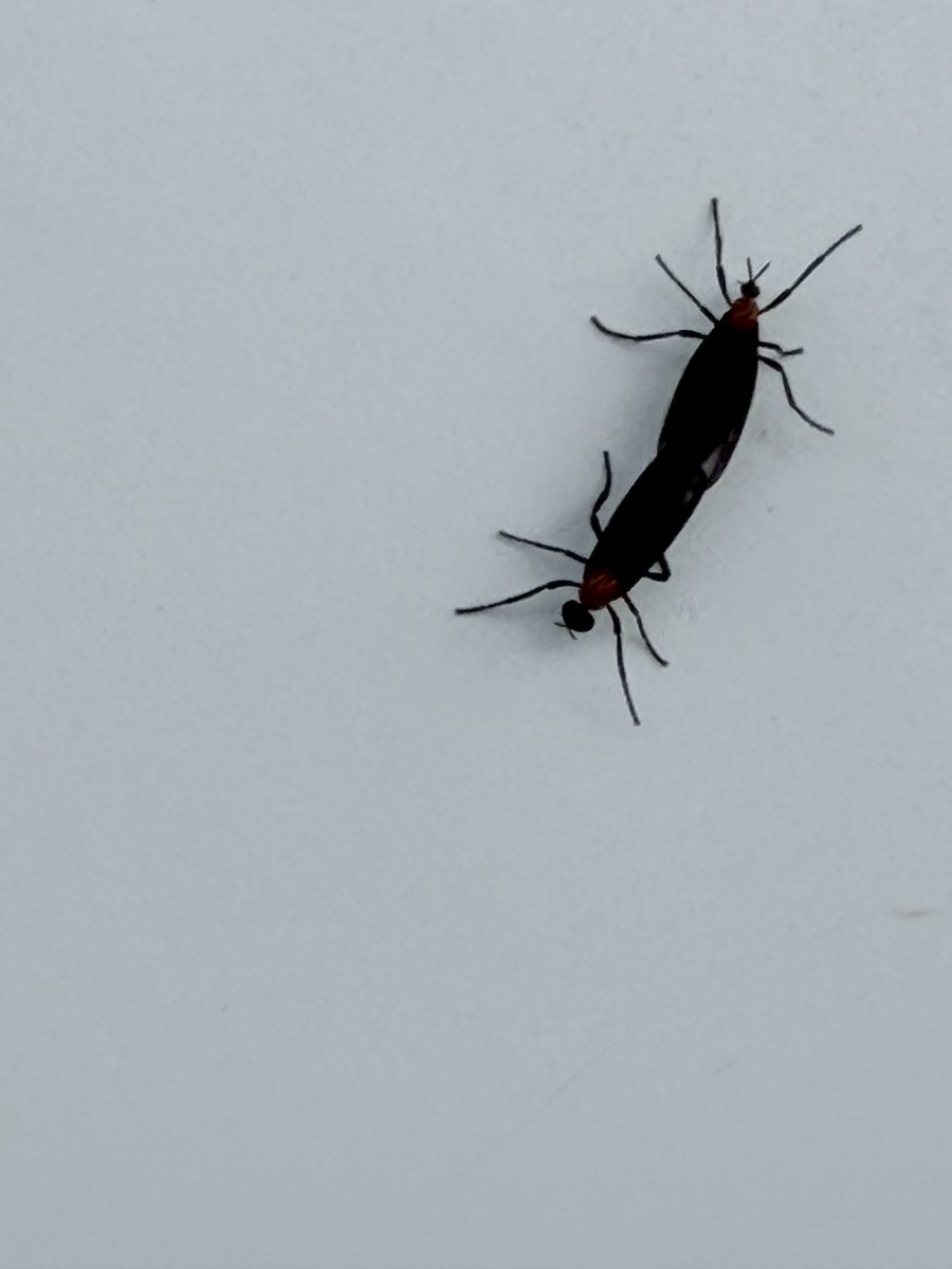 DolphinWave's tweet photo. What is worse? May flies in the North or Love Bugs in the South? https://t.co/sUNtfpjaK6