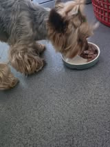 millypod1's tweet photo. TOBIS HOME SAFE. THANKS FOR RT's 😊🐕🐾

🆘4 SEPT 2026 #Lost Tobis #ScanMe
Yorkshire Terrier Male. Nervous Dog (do not chase). 
Near Park #Westgate #Bradford #WestYorkshire #BD1 https://t.co/9lZkm6vTay https://t.co/uOZwl0EJcR