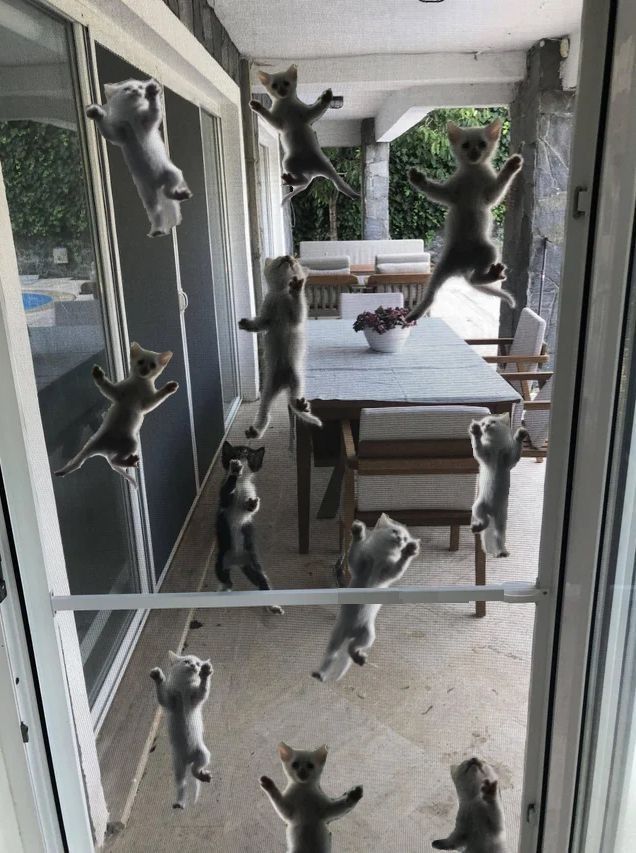 Cats_ooc's tweet photo. I CANT HOLD THEM BACK MUCH LONGER https://t.co/100DWngsZL