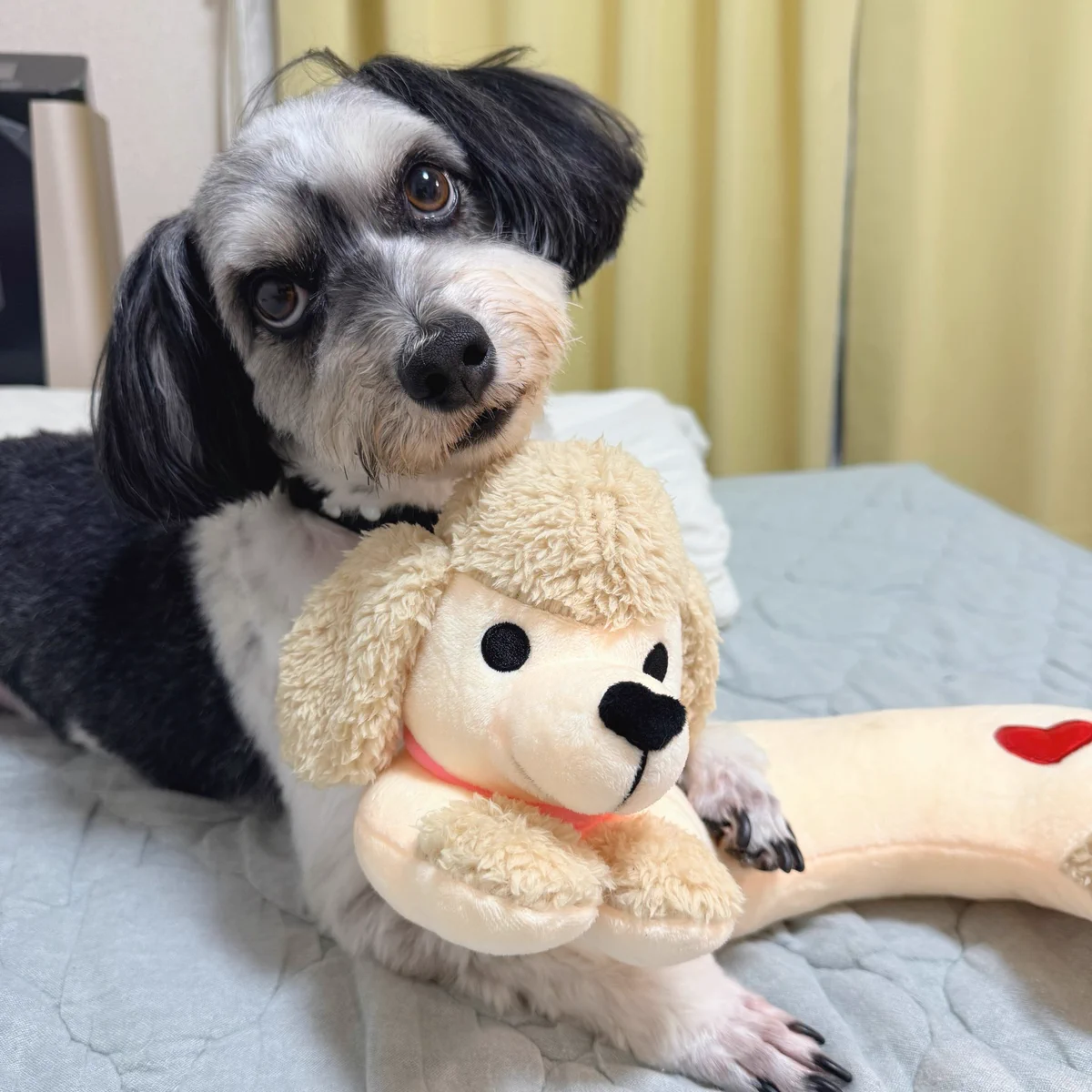 チャウテセイさん ぬいぐるみ ラシーちゃん、ソマ ぬいぐるみの