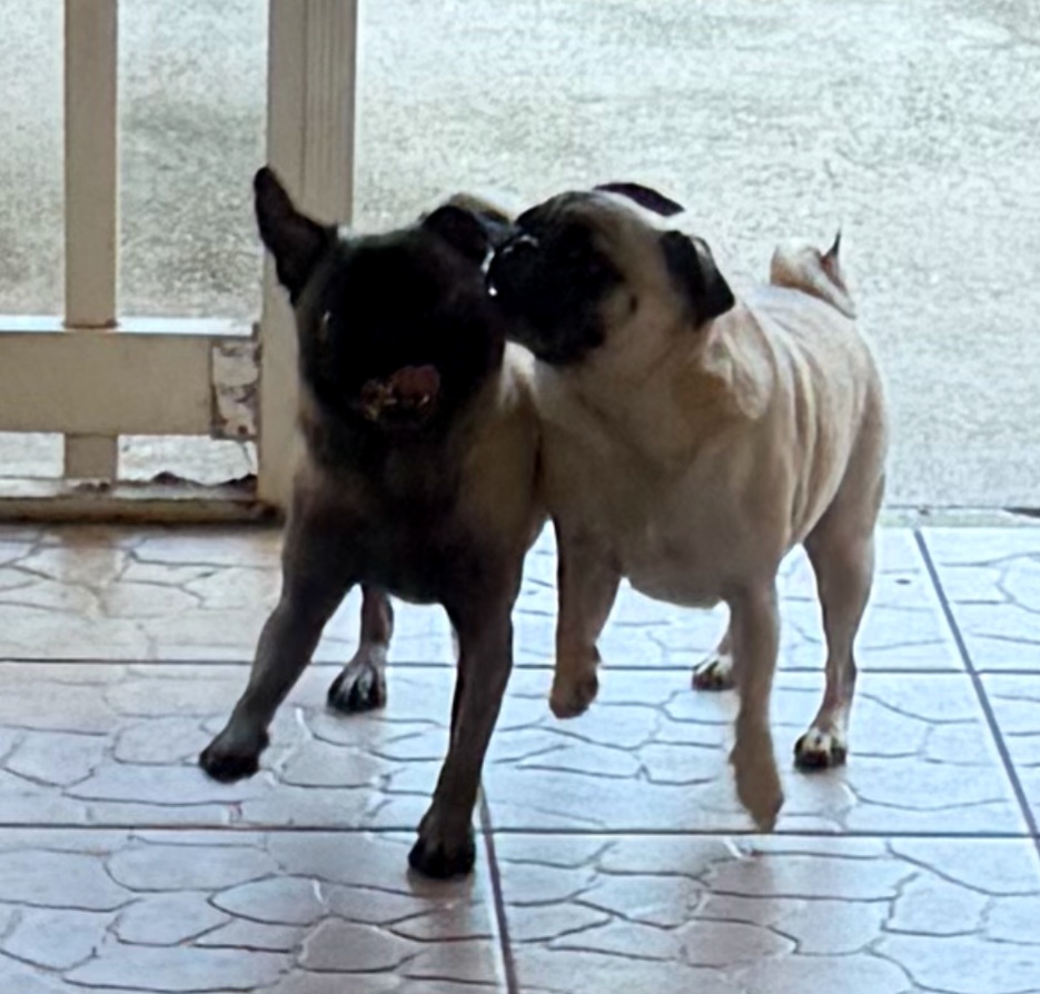 MarkKrockover's tweet photo. Its Sunday Funday!!! Who's ready to party!?!?!? #PugsAndKisses #Pugs #Dogs #DoubleTrouble #GiGi #Gia #Sunday #SundayFunday #SundayThought #SundayMotivation #SundayVibes #SundayMemoryLane https://t.co/VNPvnTdQ2i