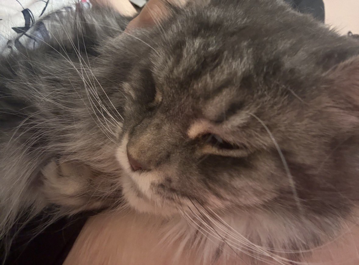 ya0iward's tweet photo. everyone say hi to her https://t.co/c2B483mirQ