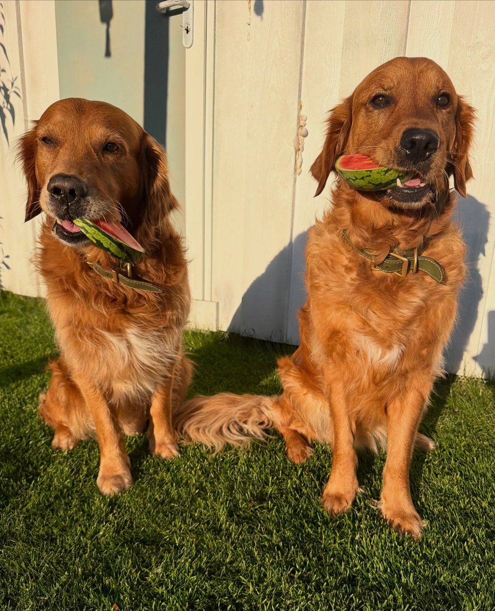 WarrenHalama's tweet photo. Summer vibes

Hello, furry friends! Enjoy the sunshine, put your paws up, and celebrate the day. We wish you lots of fun with whatever lovely plans you have today. In the second picture, you can even spot the dog mom. Have a wonderful day! https://t.co/xkMZgu6cIF
