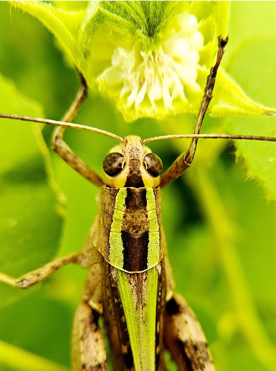 kalyan_veeru's tweet photo. Just hanging out and enjoying the greens. 🥗
Shoton @oneplus Powered by @Snapdragon
@OnePlus_IN @Snapdragon_IN
#ShotonOnePlus
#ShotOnSnapdragon
#Macro #MobileClicks https://t.co/jmnNDjXsS5