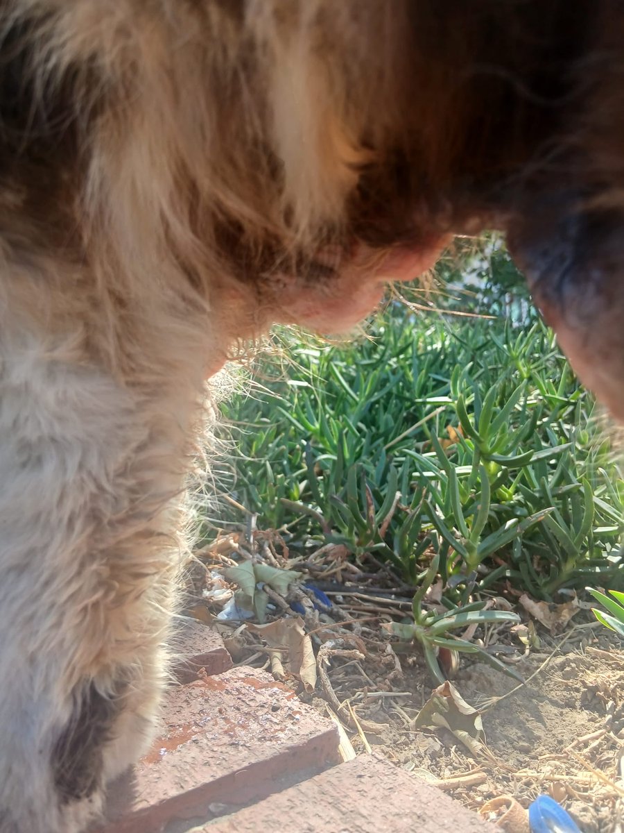 womanchildanima's tweet photo. Bakırköy incirli
BU KEDİ 1 HAFTADIR
ACİL DURUMDA

TEDAVİ ETTİRECEK GÖNÜLLÜ ARANIYOR ÇOK ACİLLLL🚨‼️
+90553 198 93 84 https://t.co/SU4jFnjK80
