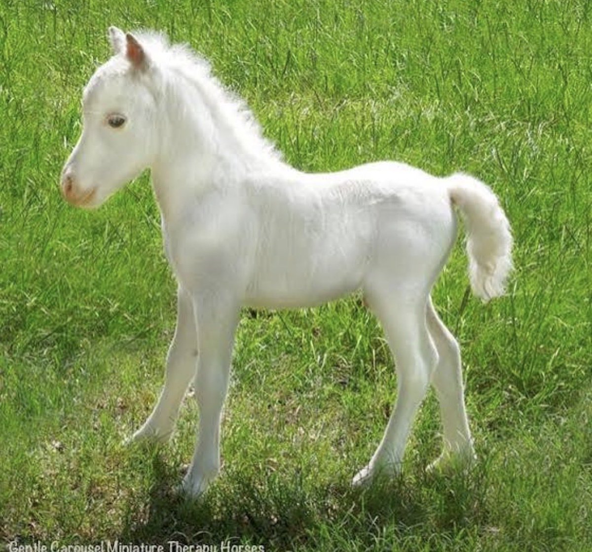 crywankkkkk's tweet photo. You see that guy ? that guy right there? That's me. I'm the lone white horse in this pack of wanna-bee's . Im special. I have always been special. I am important. I want you too feel my body. That's right. Touch me. I'm the white horse. And this horse cock is hungry. https://t.co/Sw70fjT5KH