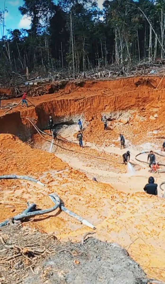 ReporteYa's tweet photo. #6Sep #Canaima
@Fritz_A_Sanchez: ¡Indetenible la destrucción del PN Canaima!
Impresionante como avanza la destrucción del sector 8 #Wonken gracias a toda la maquinaria que impunemente han trasladado a esta región de la #GranSabana
...y más aún, los volúmenes de combustible que requieren esos monitores hidráulicos, no son despreciables, mucho menos pueden pasar desapercibidos por las más de 4 alcabalas militares presentes en la vía de acceso terrestre ...