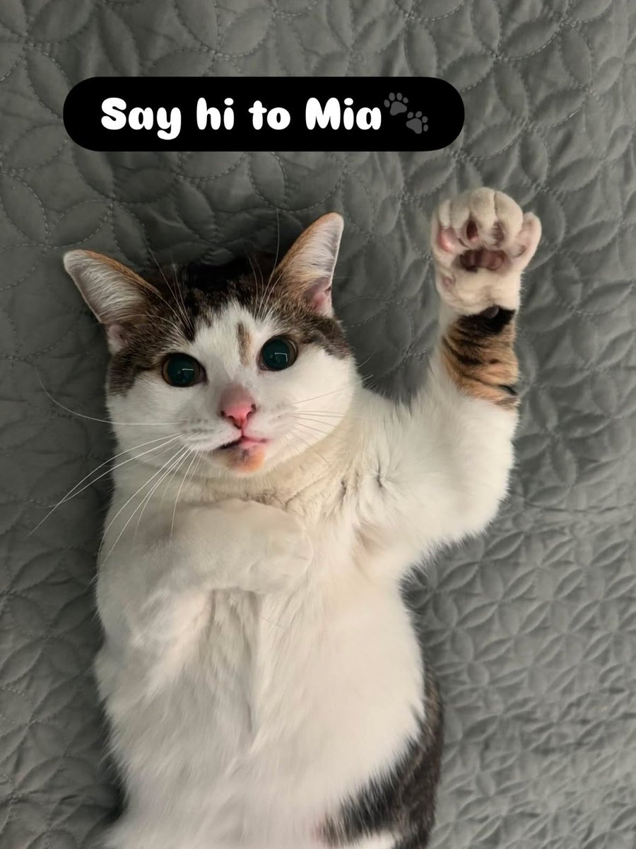 yourcatposted's tweet photo. Which photo 1-4 is your favourite?🥰
📸 ig: m.miapush https://t.co/wzEgixbi9z