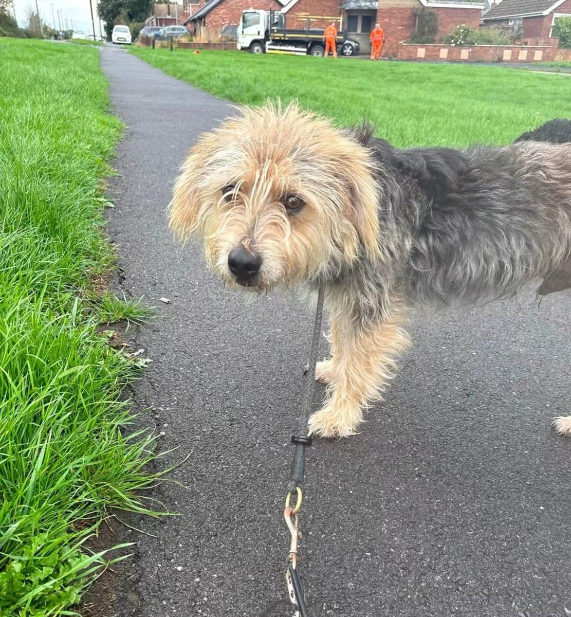 rescuedoggypaws's tweet photo. 🐾 LEWIS – LOOKING FOR A QUIET HOME 🐾
Meet our lovely boy Lewis, who is around 6 years old.
Lewis hasn’t had the easiest life and can be very wary of men. He can learn to trust, but this will take time, patience and understanding from his new family
https://t.co/Y5BrOCyWcI
#Hull https://t.co/tuvRMLzdVe
