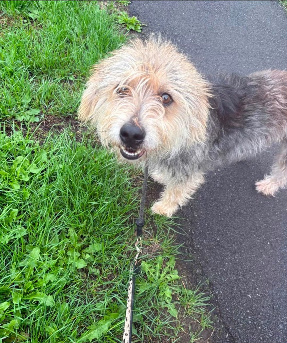 rescuedoggypaws's tweet photo. Lewis
🐶 Would love to live with another suitable dog
🏡 Needs a quiet, calm home
👨 Can be wary of men
❤️ Requires time, patience and understanding
✂️ Neutered
💉 Vaccinated
📍 Microchipped
Adoption fee: £395
Homecheck applies
RBU
https://t.co/Y5BrOCzu2g
#Lincolnshire #Skegness https://t.co/sLirdyCIfb