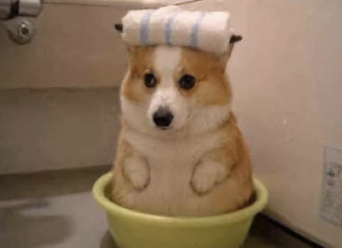 twaniimals's tweet photo. https://t.co/D3BkBOmIr2