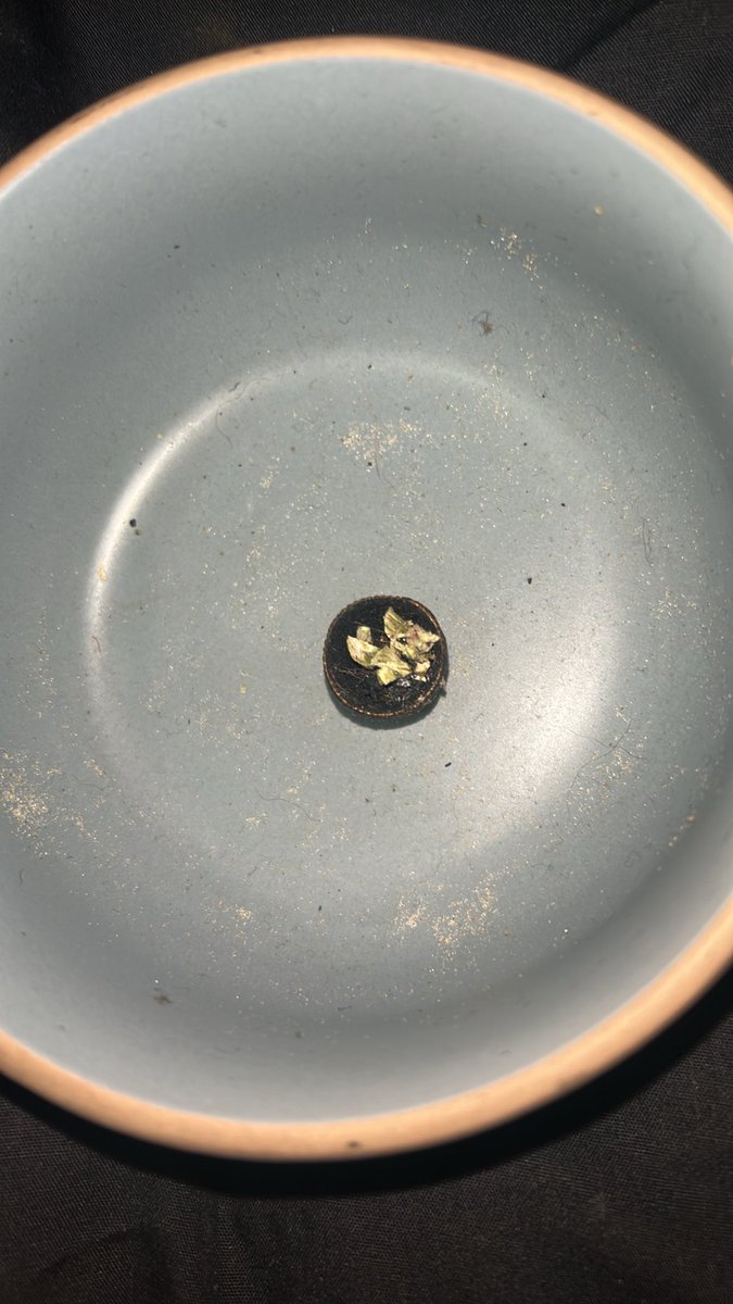 k1ttyPretty34's tweet photo. my stem and ash cone https://t.co/iZN9Lt9CLH
