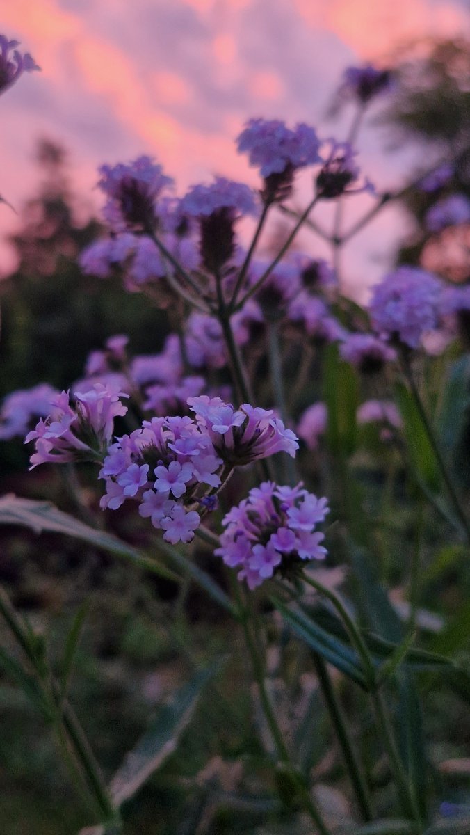 LotteTruelsen's tweet photo. My light purple Verbena is a favorite this year 💜💜💜 https://t.co/B22c6LP0i0