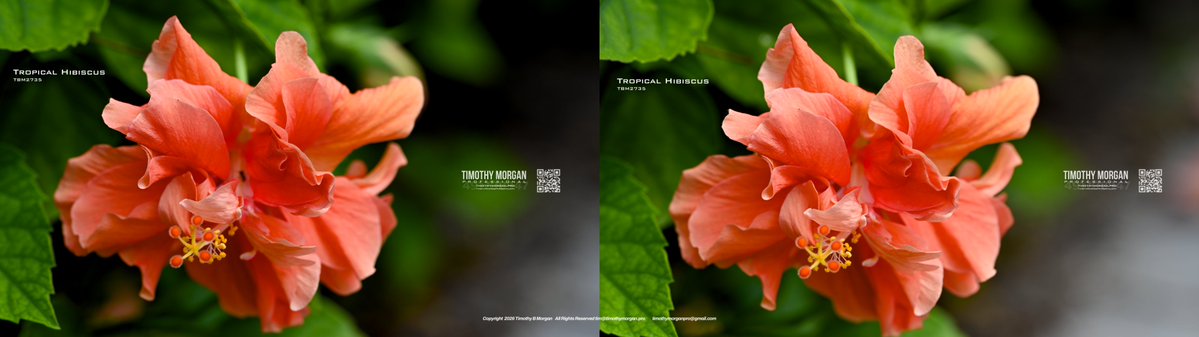 timothybmorgan's tweet photo. #StereoPhotography 

C'mon now... Everything is better in stereo... 😁 https://t.co/GvUkpsFvKa