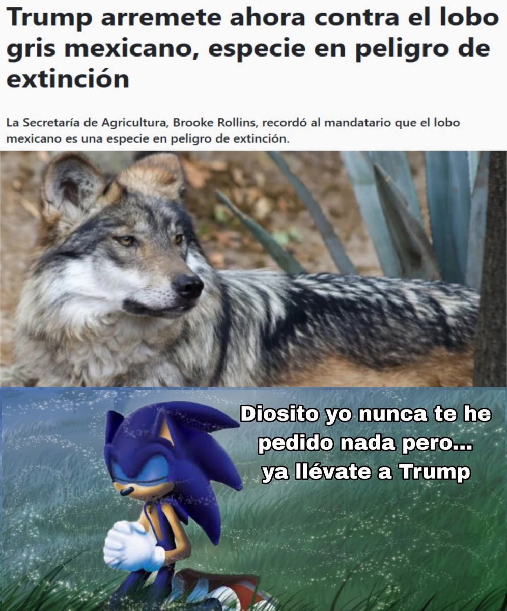 En_jupiter_'s tweet photo. Trump planea retirar protección del lobo mexicano y del lobo gris para permitir cazarlos en "apoyo a ganaderos de EU" https://t.co/MRyZCnm8MF