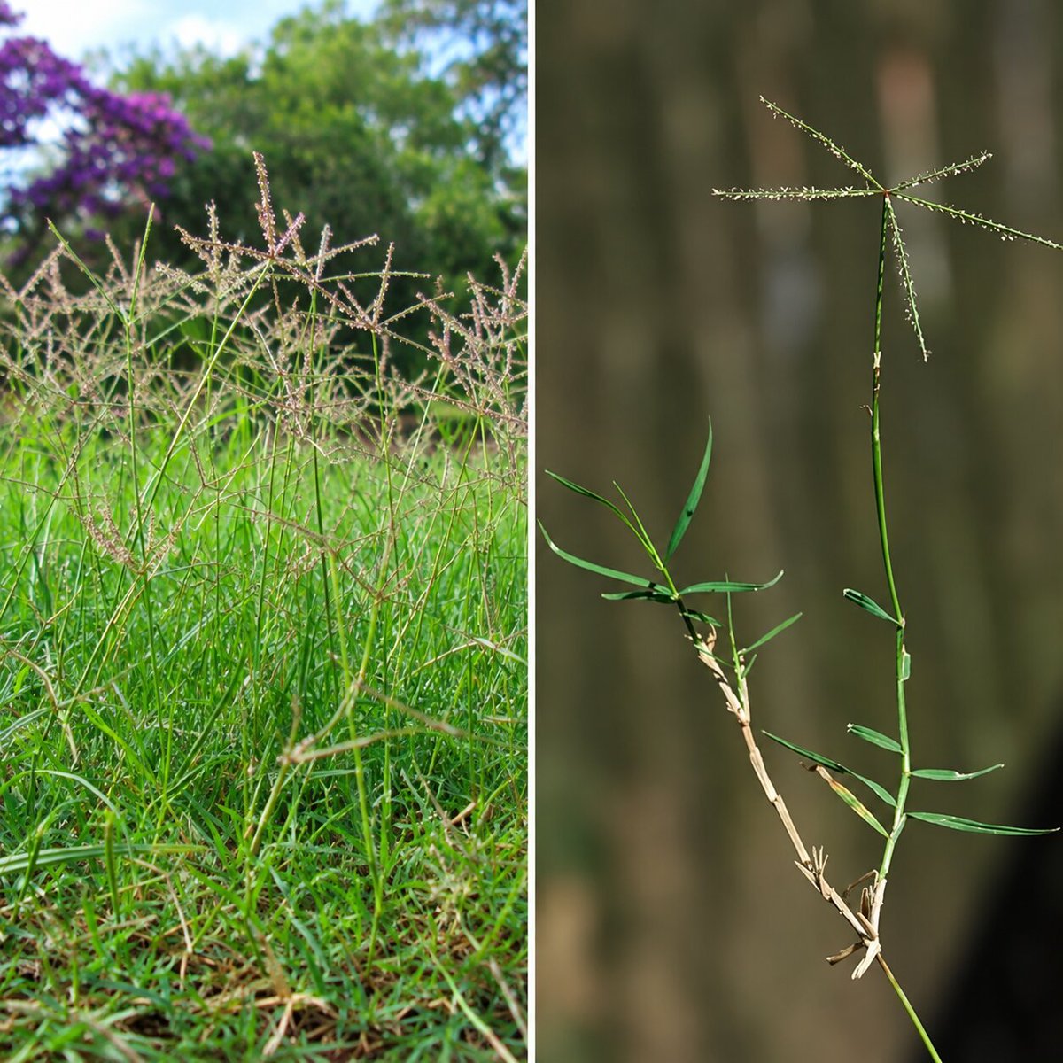 sholard_mancity's tweet photo. This is giant star grass.

It is likely what killed the Amboseli elephants.

Same plant has killed cows. After heavy rain or sudden dry stress it can dump cyanide. Animals go in hours to a couple of days.

80% confidence. Farmer poisoning and mining don’t fit what we have seen. Full breakdown tomorrow.