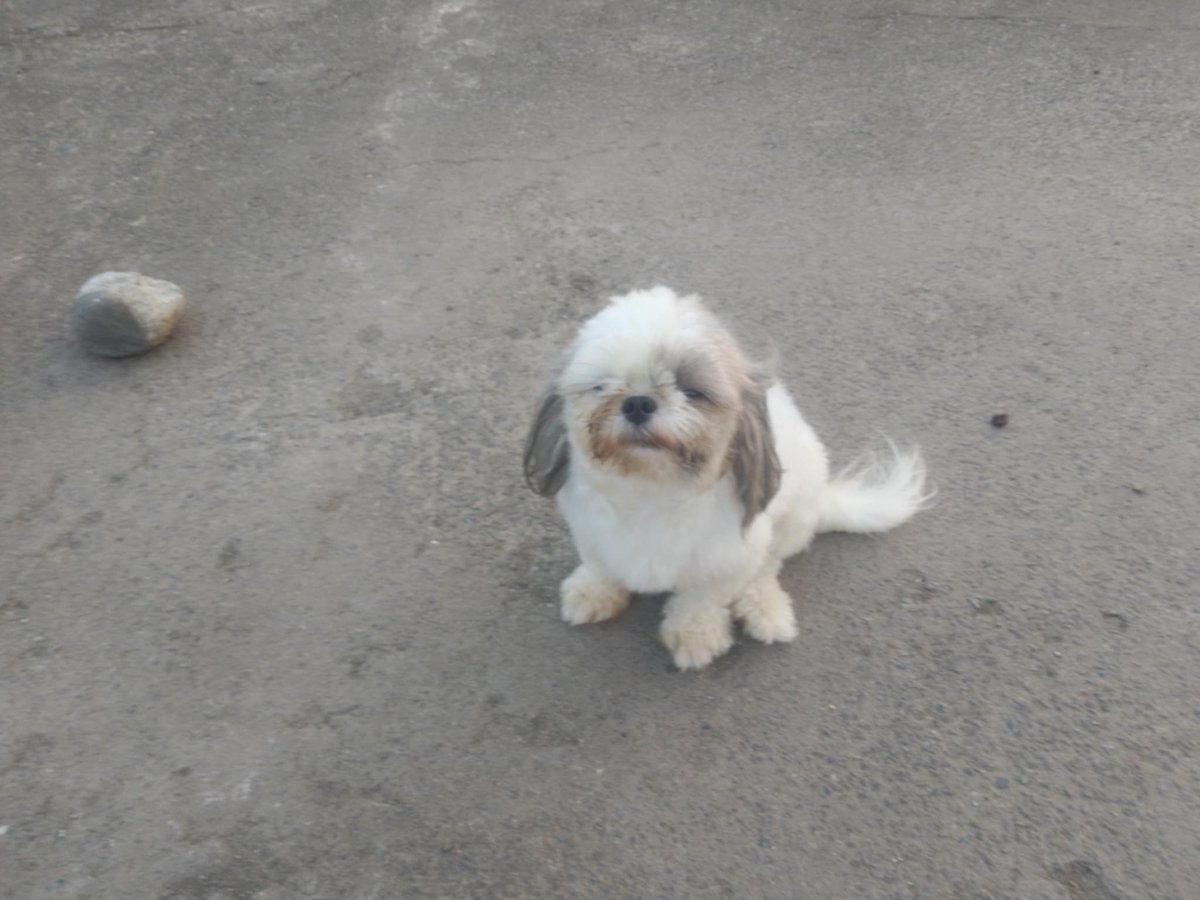 TeacupPh's tweet photo. Good morning Everyone. Jnr wishes you all a Happy Monday & a Great Week ahead. Managed to get a run in as the Rains came & the Power went! Not the best of times here. Take care & have a good day. Teacups family.xx🇵🇭🐶❤️💗😊🤩👍
#dogs #dogsofX #mondayvibe #monday https://t.co/00dYwVqssX