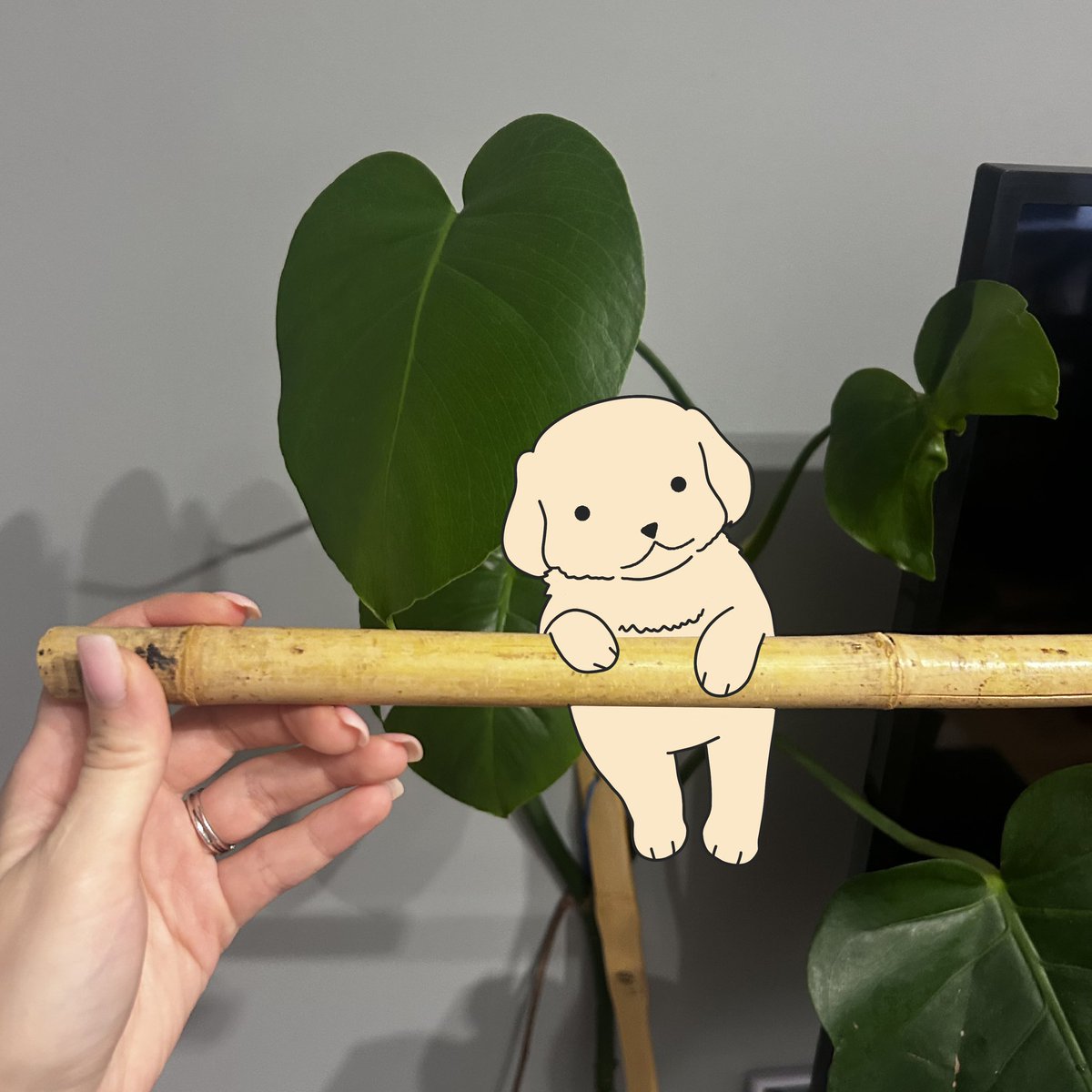 Gaejuki_Giwa's tweet photo. Gaejuki is literally riding a real bamboo stick. 🎋 https://t.co/ApchRrlbO6