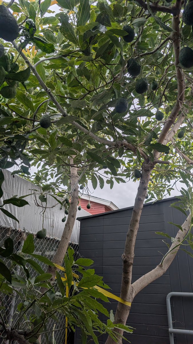 Frostopolis's tweet photo. Here's my Hass Avocado tree.  Zone 10B 🥑💪🥷 https://t.co/8xq8yosnIW