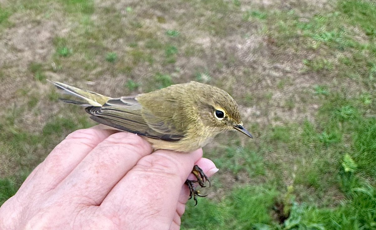 SteveOnHilbre's tweet photo. Nice few hours @hilbrebirdobs this am with @HERDOFHERDHALL our first #LittleStint of autumn (photo from Meols earlier this week) amongst lots of small waders including a few #Sanderling, out first #Chiffchaff of autumn caught&ringed and a #Delicate moth in the overnight trap https://t.co/TFZwYoZxMi