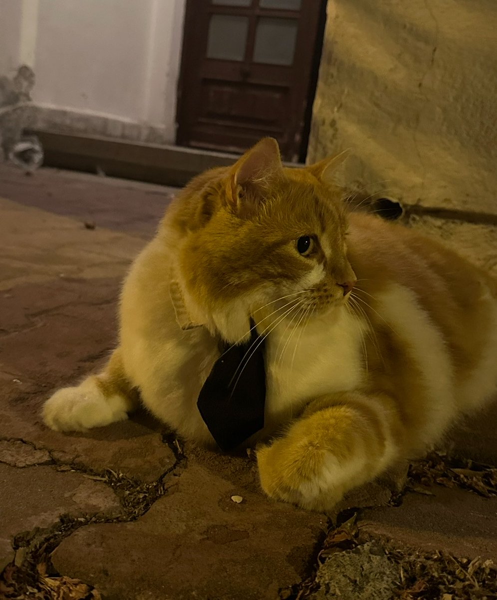 positionsfairy's tweet photo. seni hicbir zaman asamayacagim, buyukadadaki kravatli sisko kedi😭😭🤎 https://t.co/8Kl1EOifjS